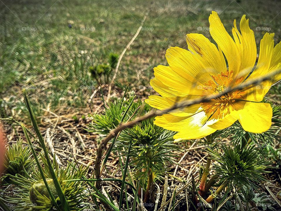 Adonis spring blooming piedmont regions of Crimea.