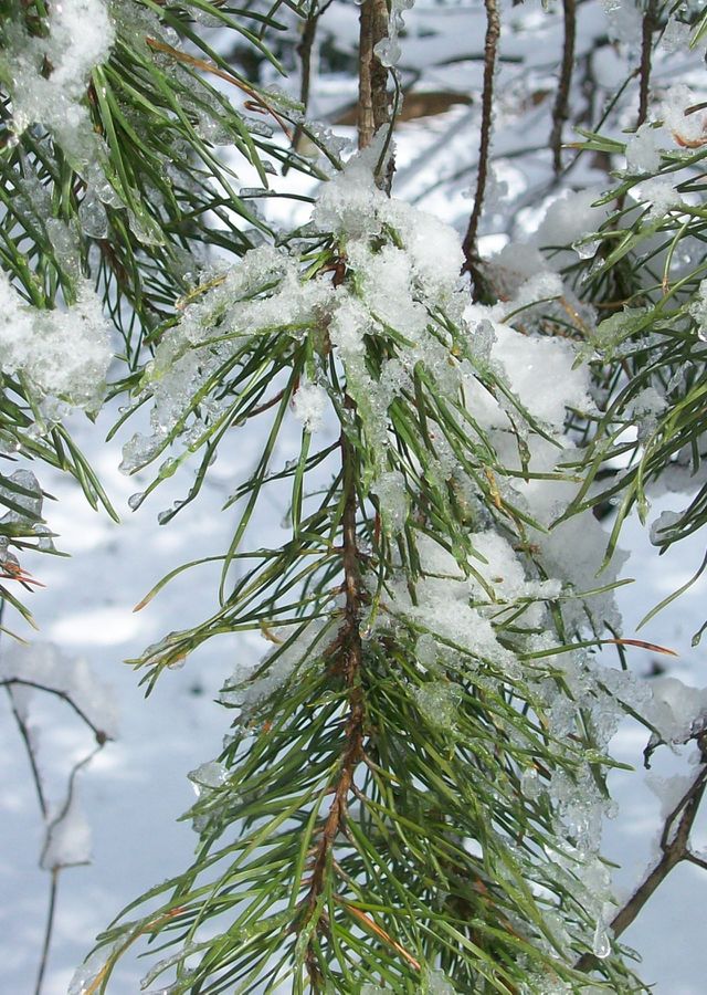 Pine Sparkle
