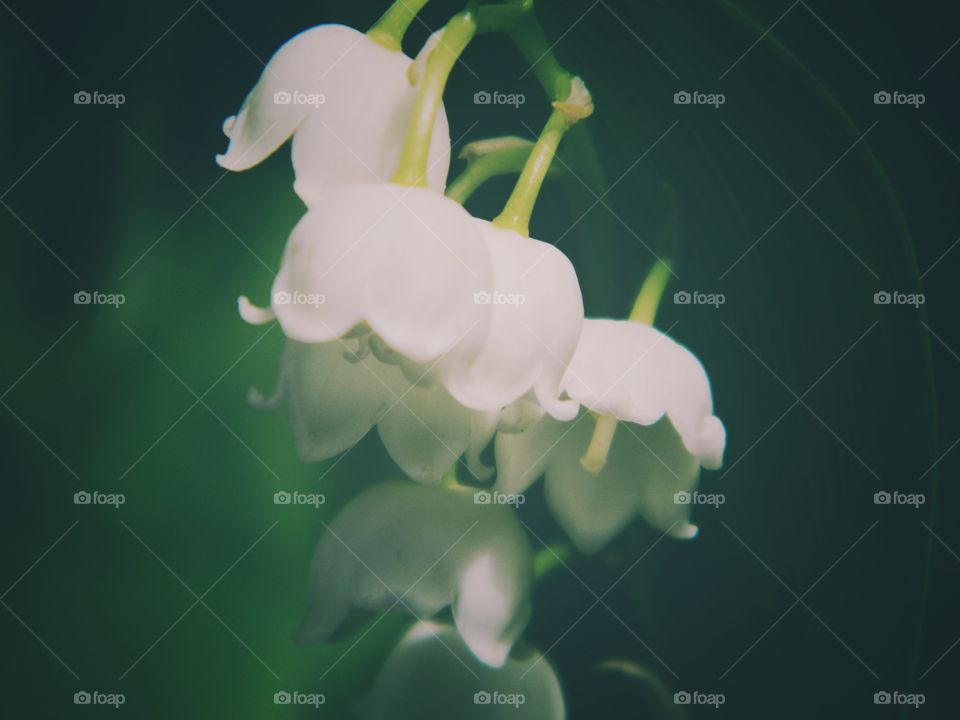 Lily of the Valley