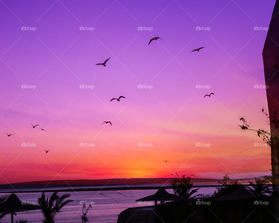 Birds flying in sunrise