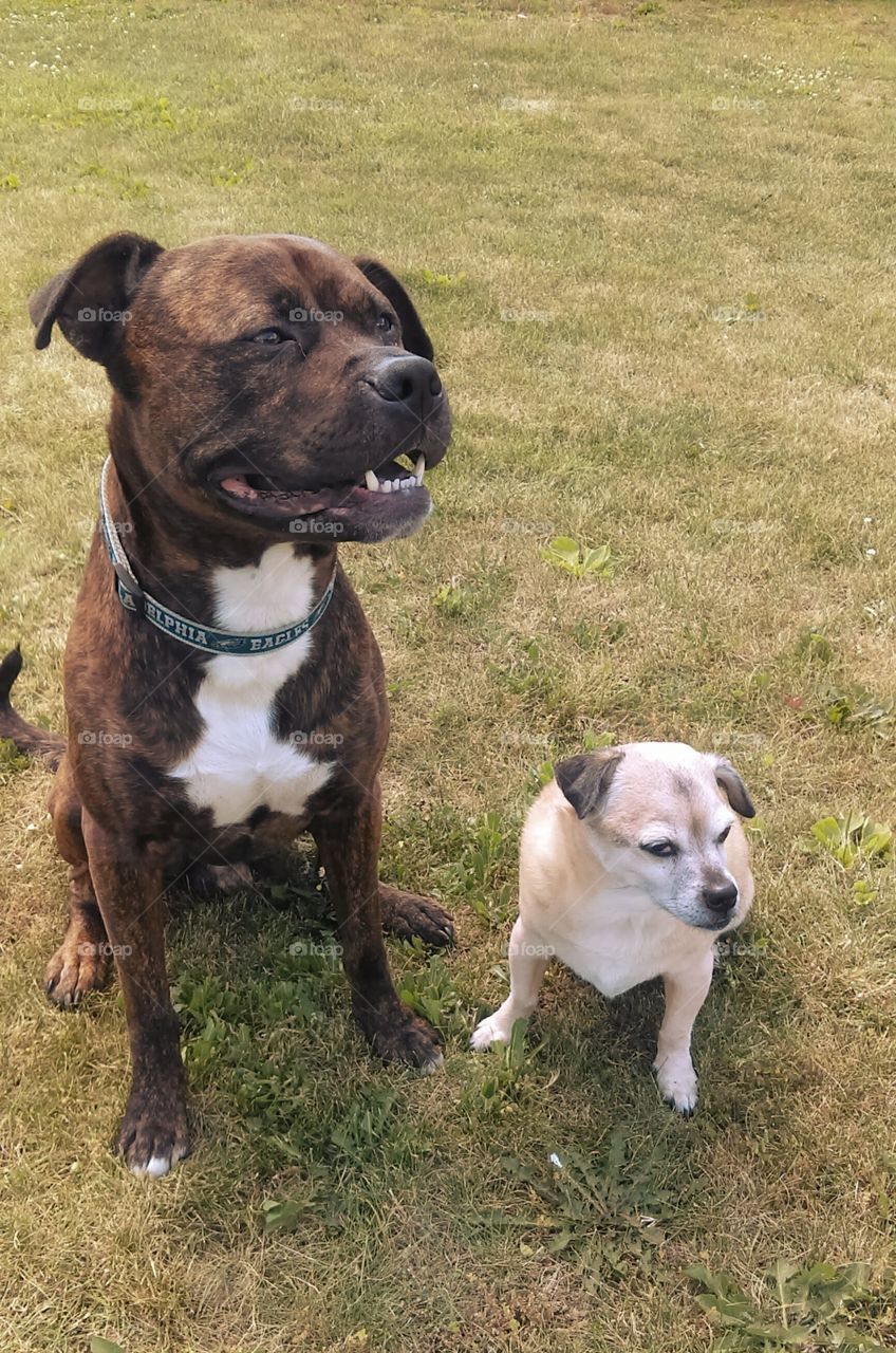 Best friends. pitbull rottweiler mix and a 
 Jug