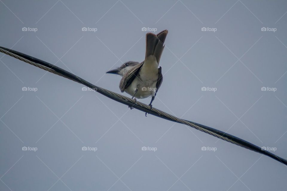 Pitirre, pájaro de Puerto Rico 