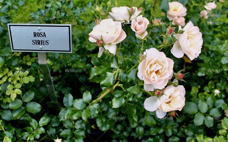 Miss Rosa Sirius, beautiful pink roses