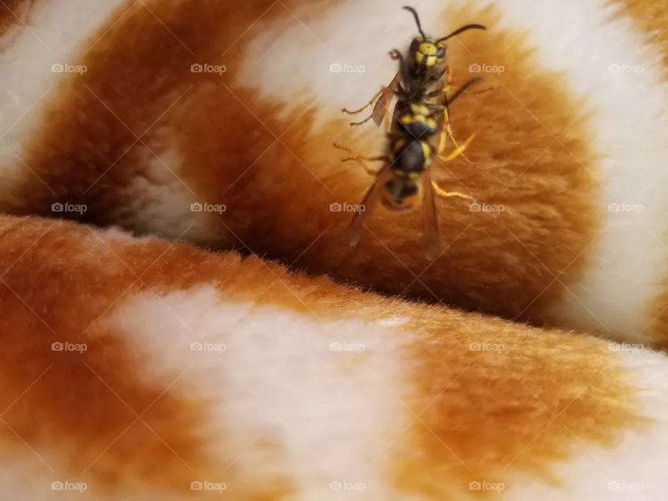 bumblebee