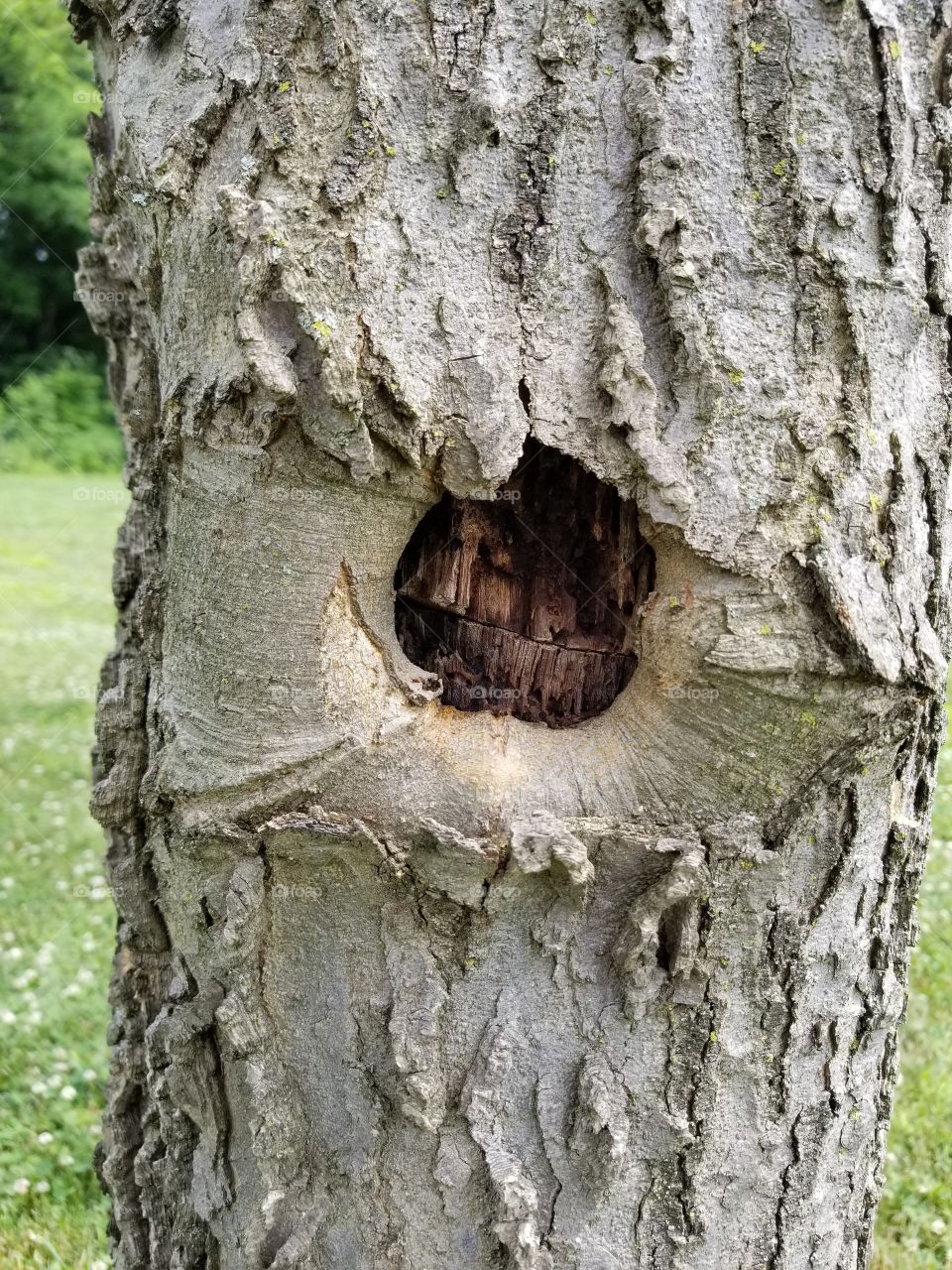 hole in a tree