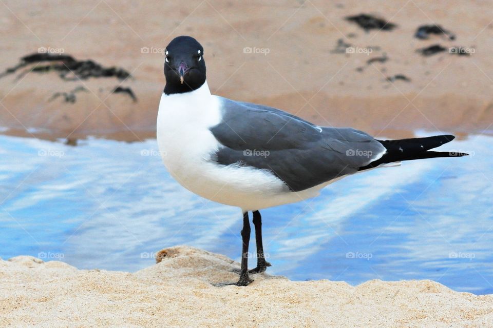Seagull on the beach 