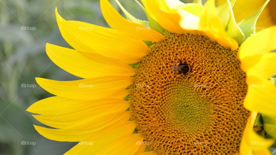 Sunflower