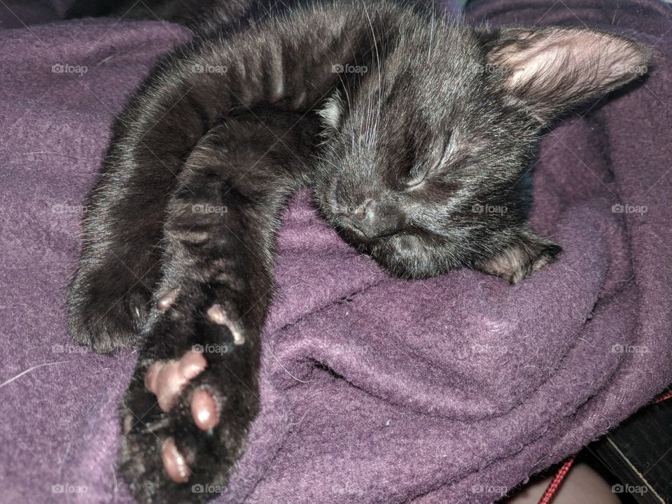 Sleeping Kitten With Stretched Out Paw