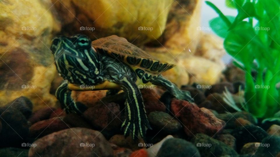 red ear slider baby turtle