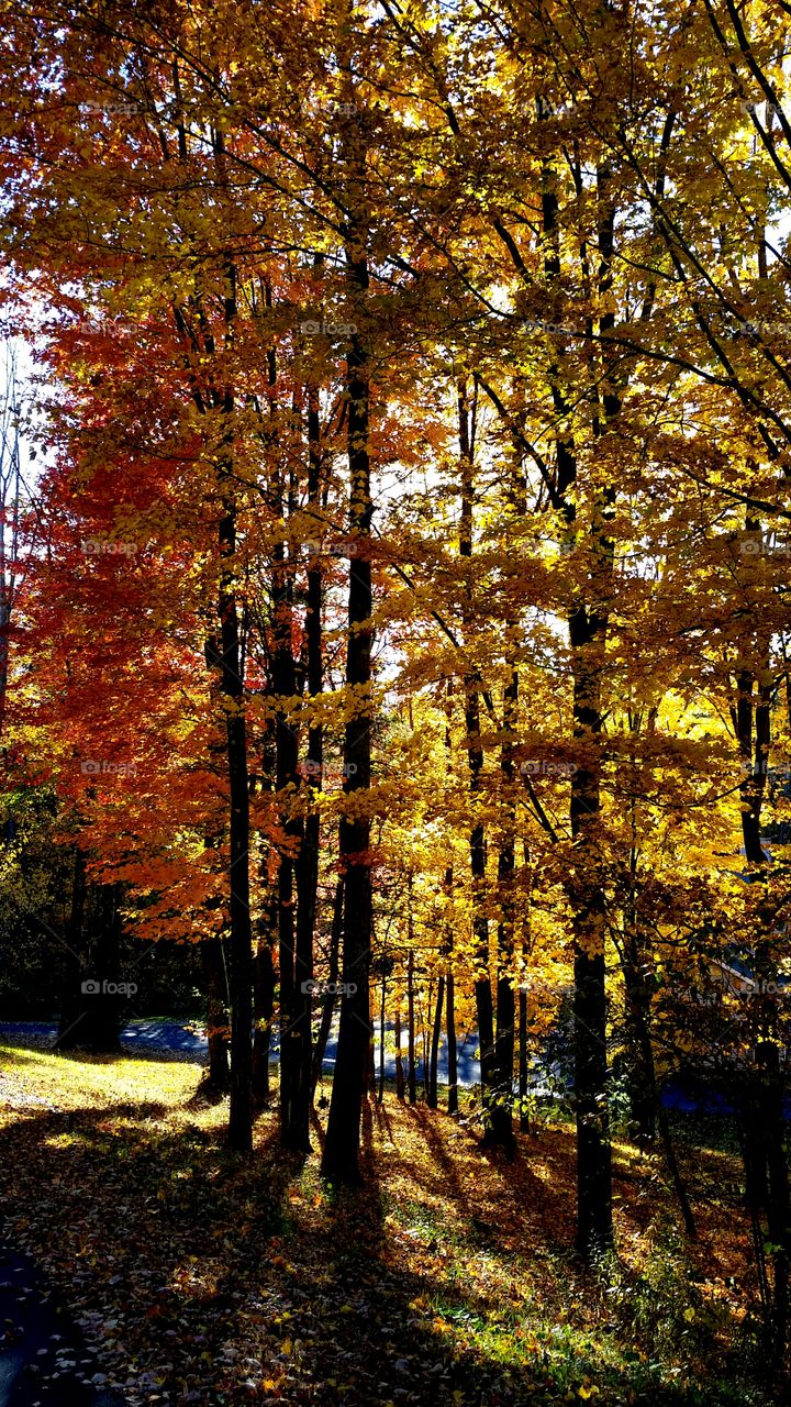 Panoramic view of autumn trees