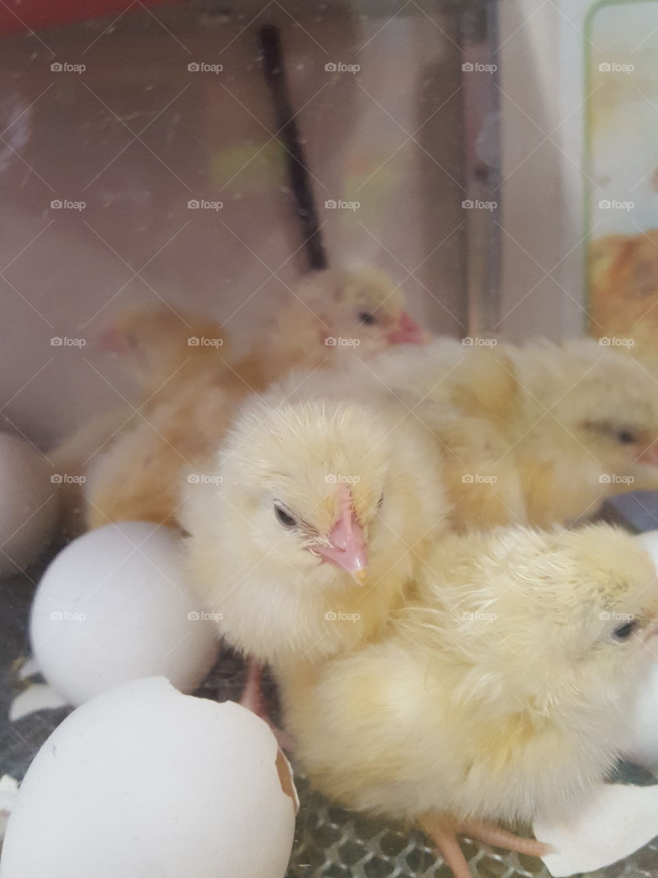 chicks hatched