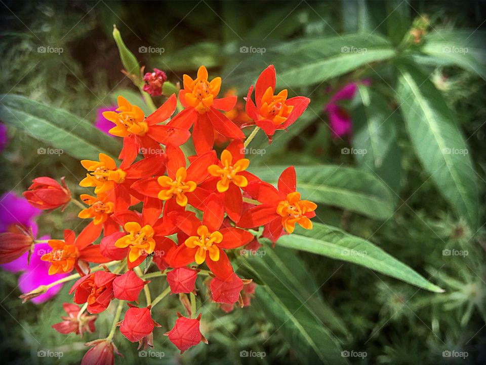 Orange milkweed.