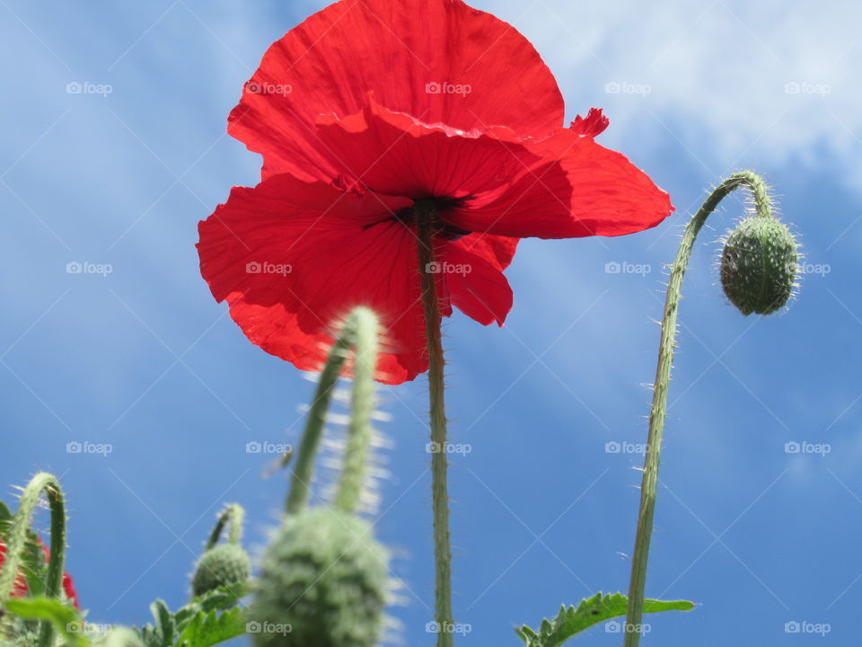 Bright red poppy standing against a lovely blue sky