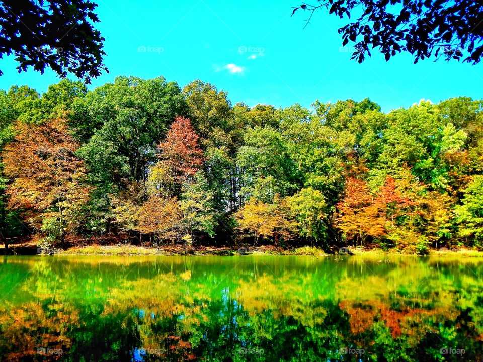 Fall by the lake in the forest