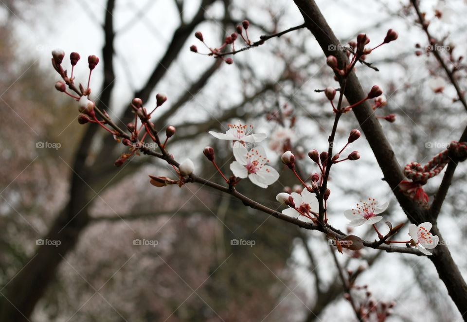 Cherry blooming in the spring