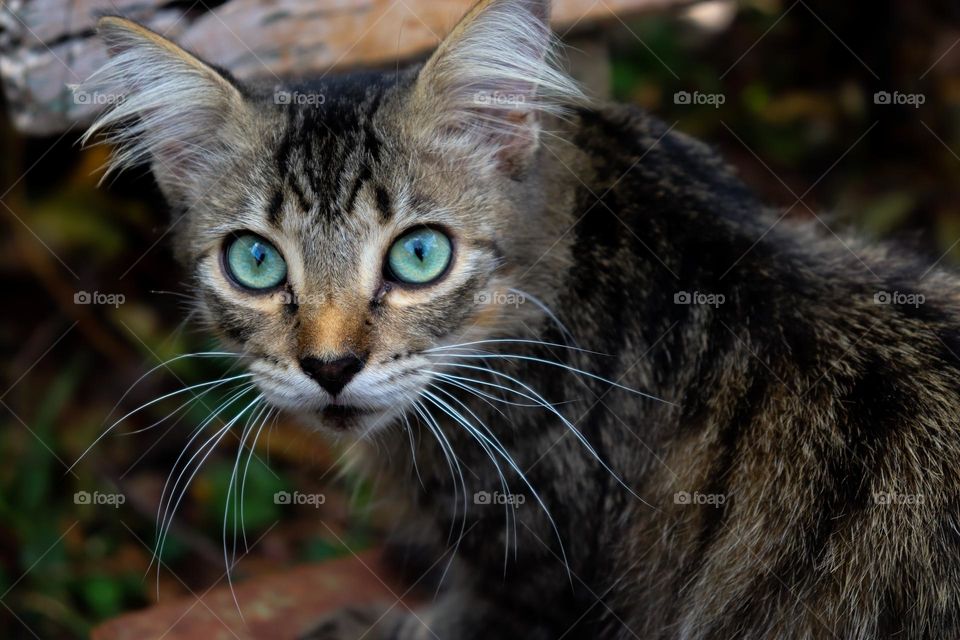 Gato cinza de olho verde