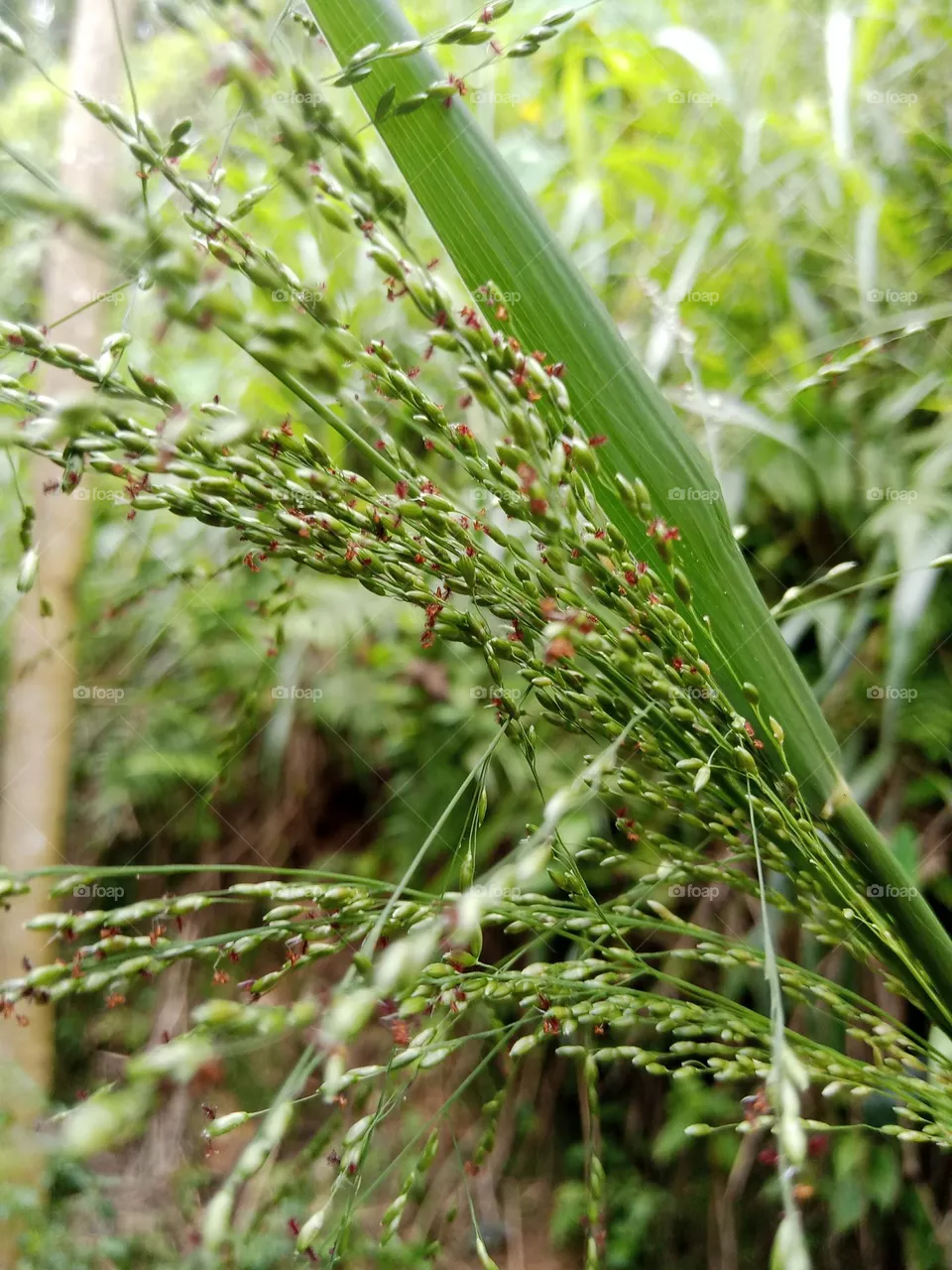 Grass