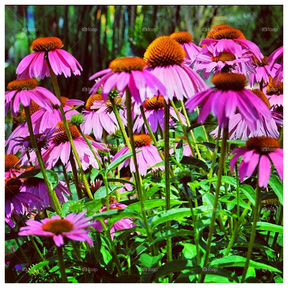Coneflower 