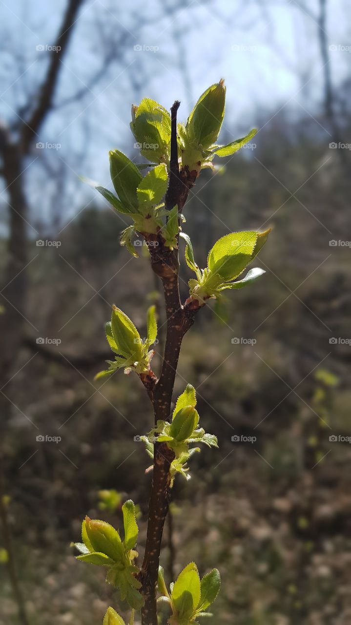 the first leaves in spring