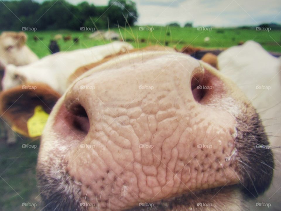 Detail of cows nose