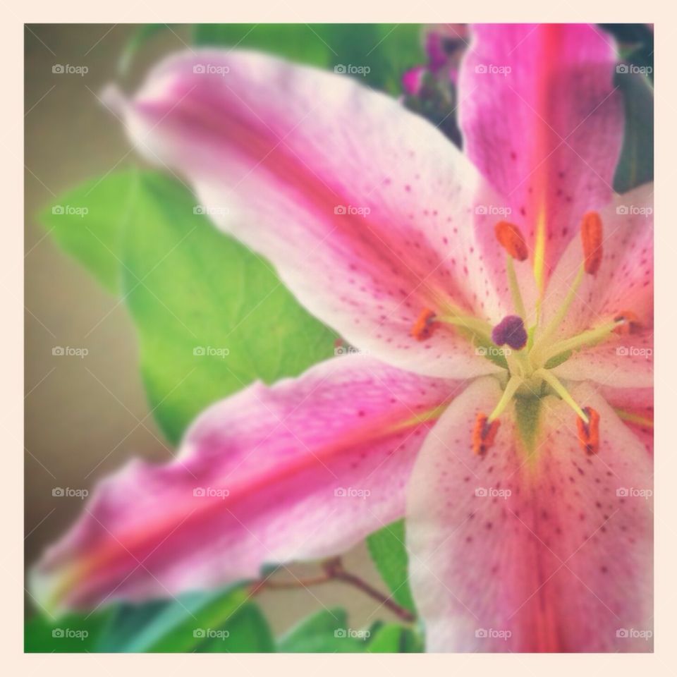 Valentine lily