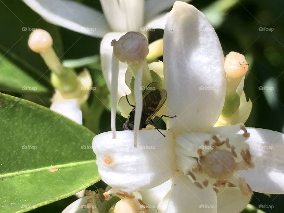 Bee burrows into white orange blossom
Foraging for its nectar 