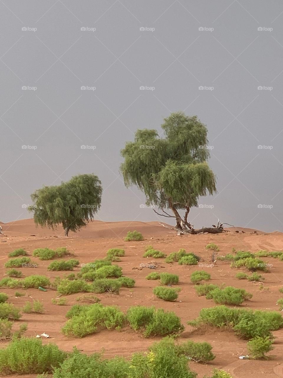 The beauty of nature in the Arabian Gulf in the Sultanate Of Oman