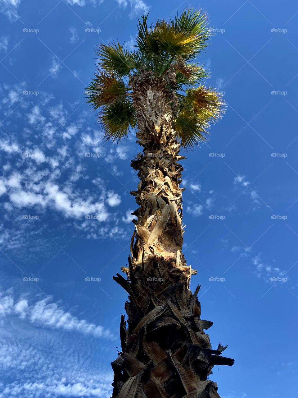 Palm tree with the sky in the background 