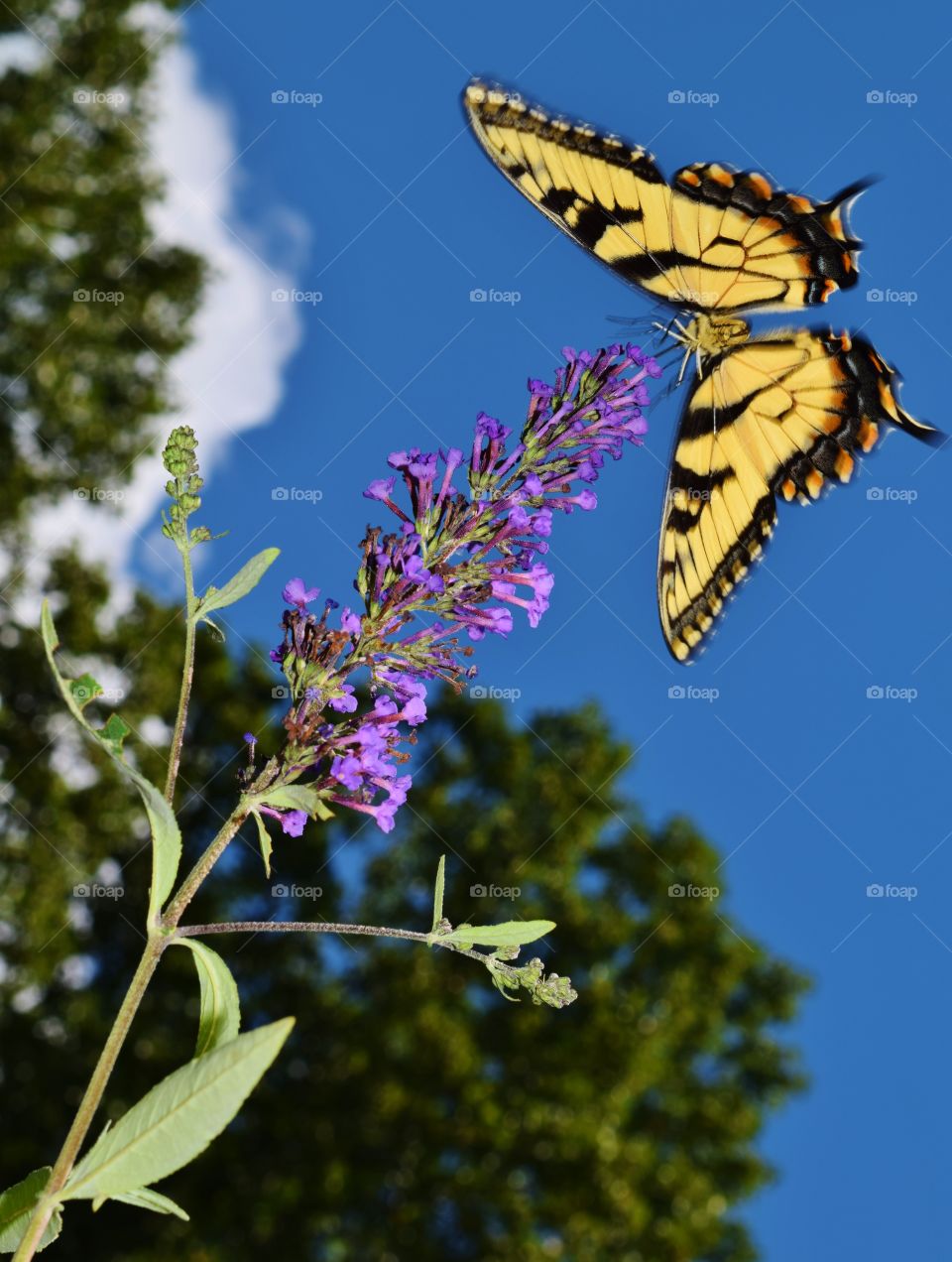 Swallowtail butterfly with purple flower