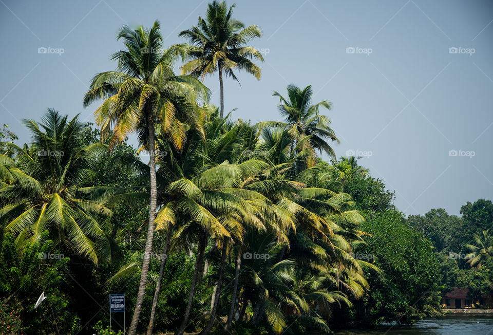 side of Lake Vembanad in Kerala, India