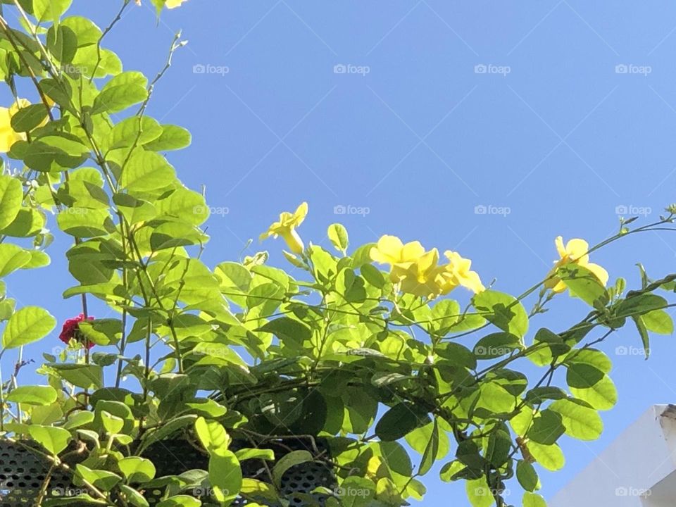 Bầu trời trong xanh.