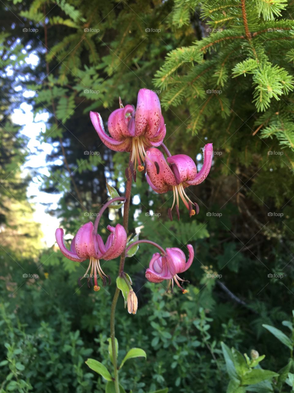 Martagon Lily, wild and protected plant