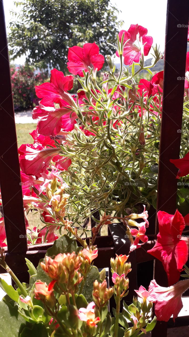 flowers on the window