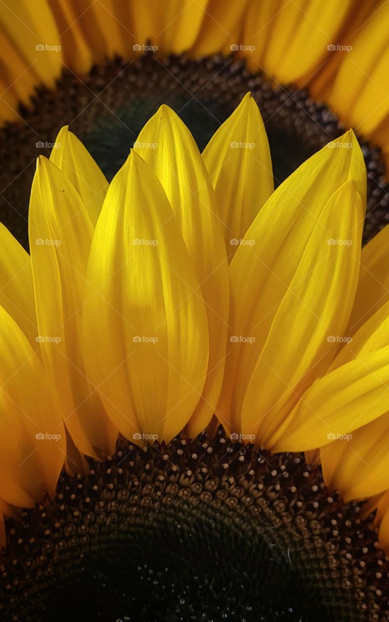 A part of a sunflower in beautiful warm autumn colors is a flower loved by many people all over the world. A flower that always shines towards the light.