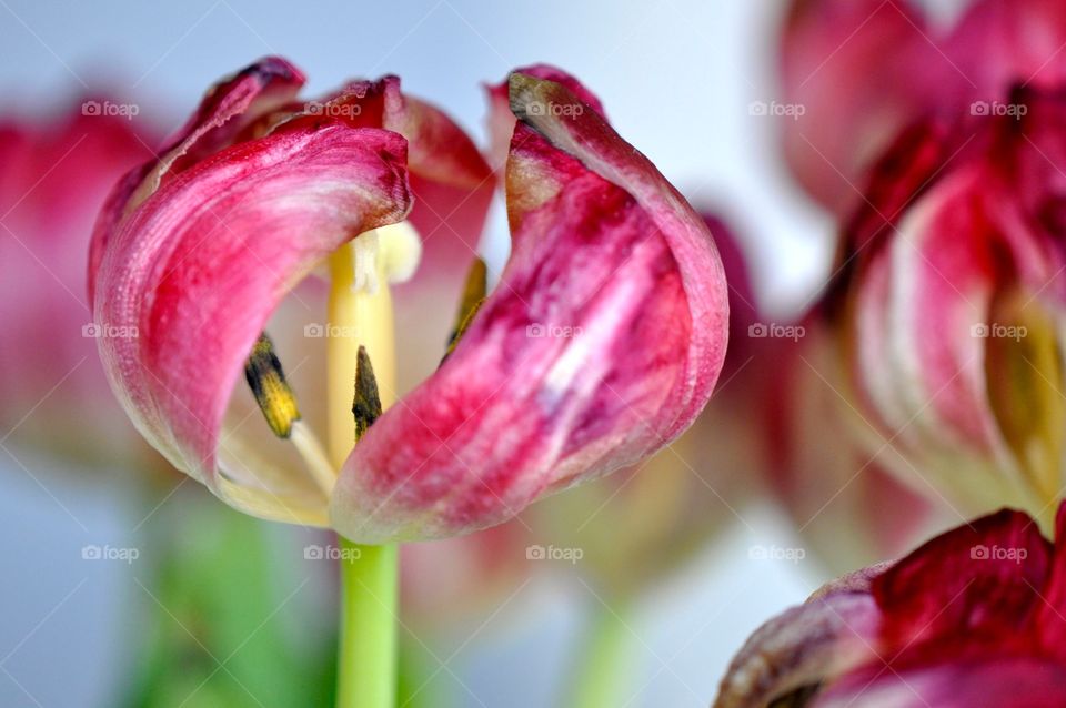 Tulip