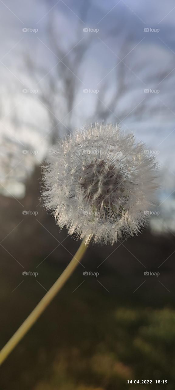 dandelion
