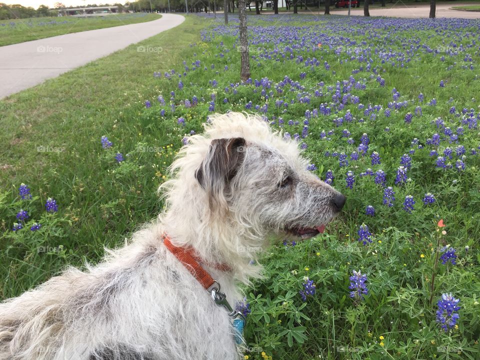 Terrier in bluebonnets 