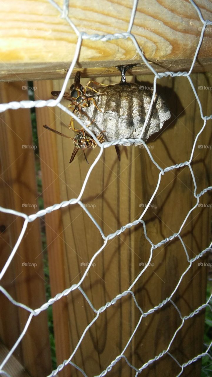 chicken wire fence deck wasp nest danger insect closeup bees