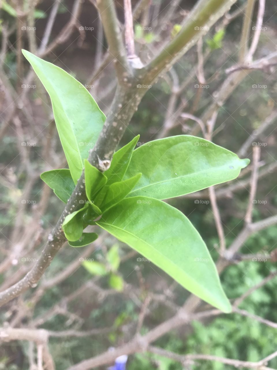 Green leaves woody stems 