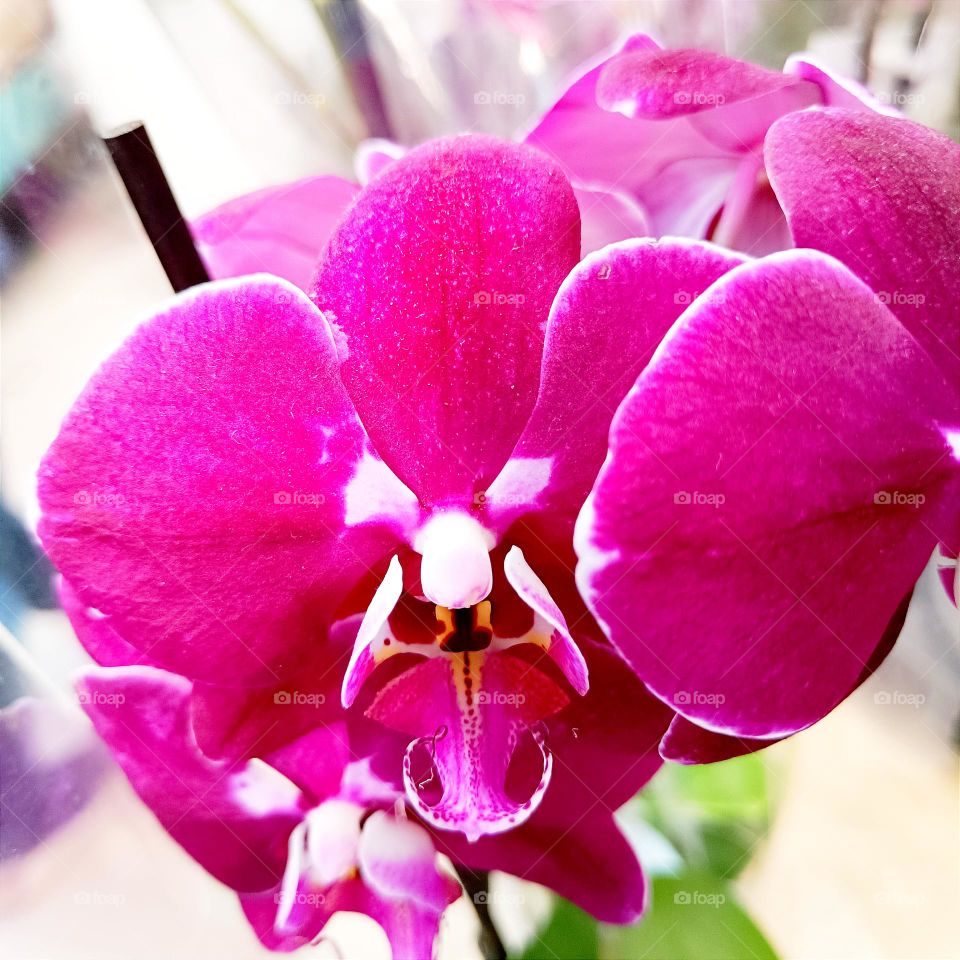 bright orchid