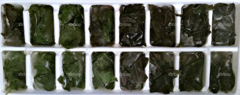 mom stores basil leaves in the freezer