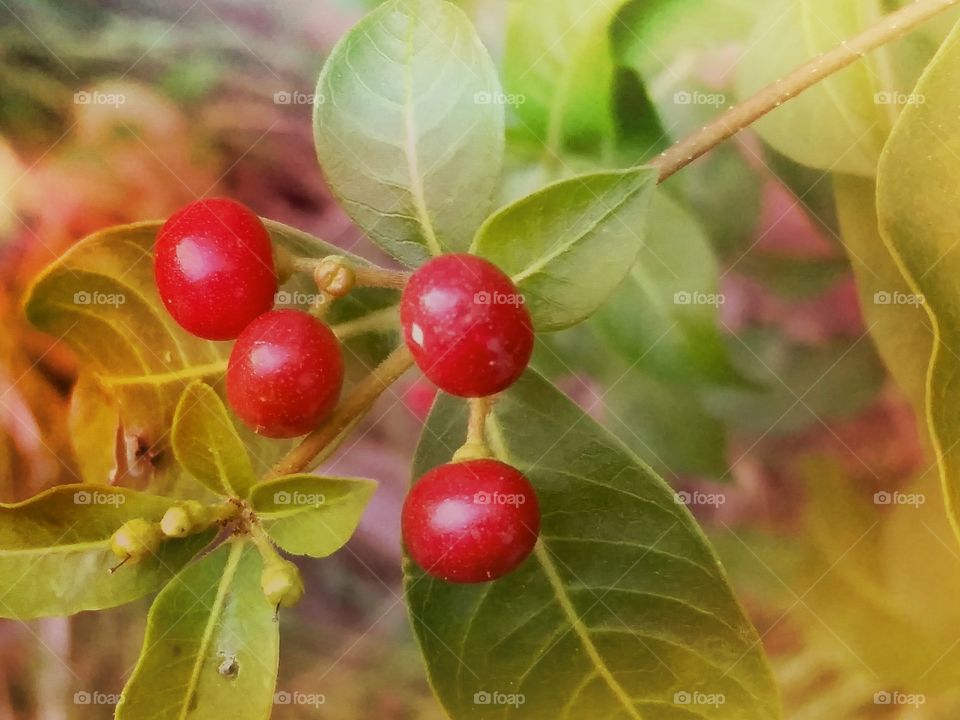 Wild Berries