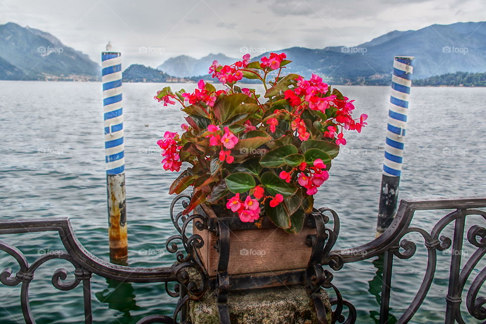 a vase of begonias framed between two poles of mooring on the railing of the lakefront of Menaggio on Lake Como