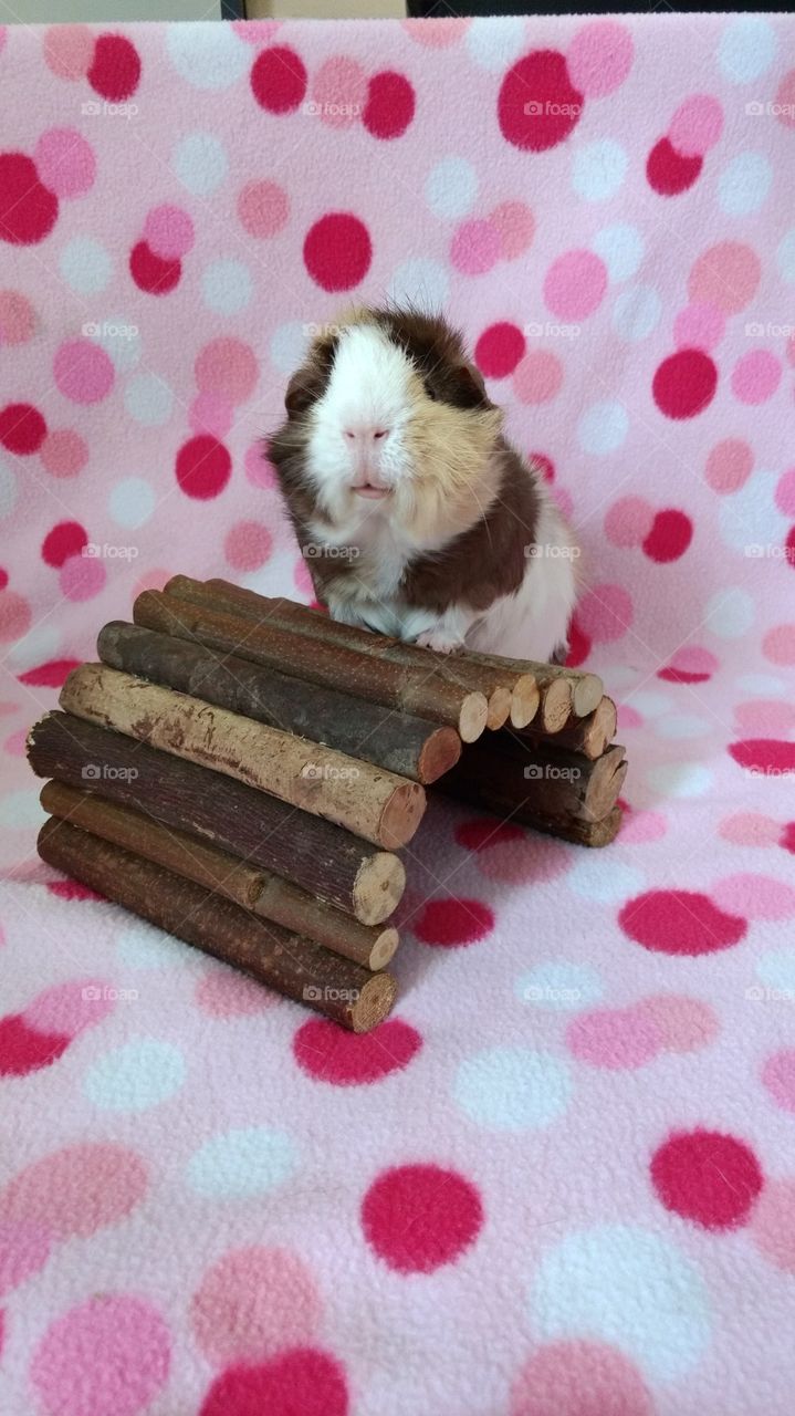 Log bridge guinea pig