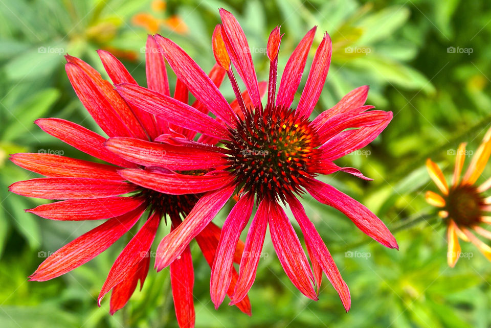 flowers flora daisies by lgt41