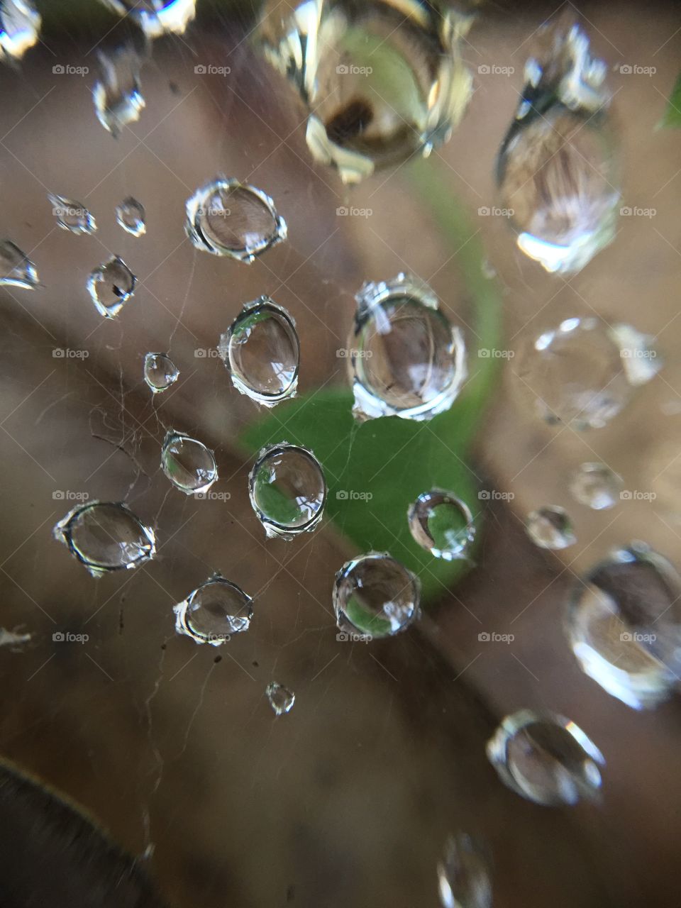 Macro dew on spider web