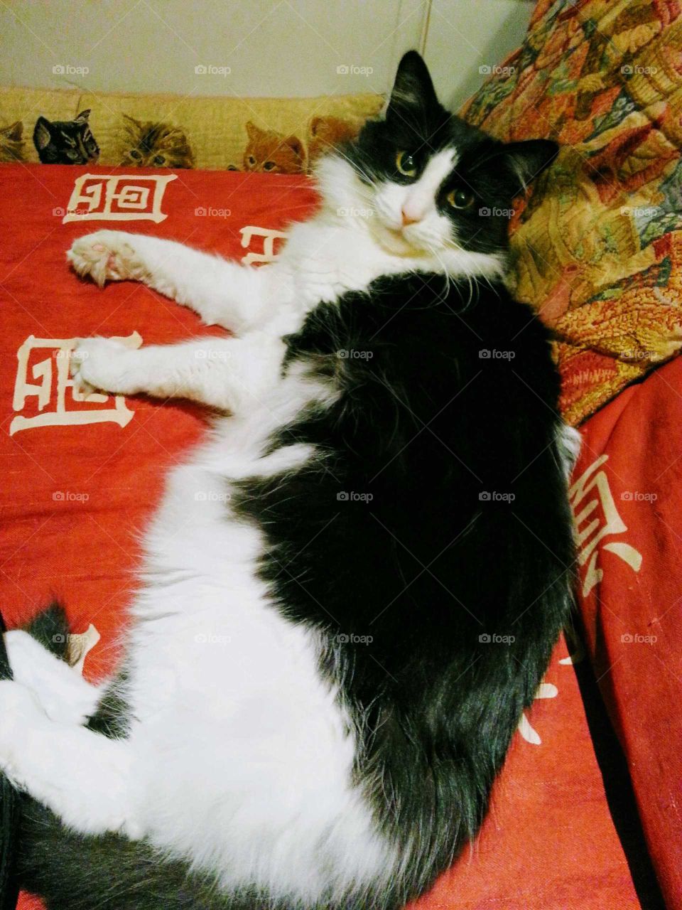 A black and white long-haired  cat lying and looking at the camera