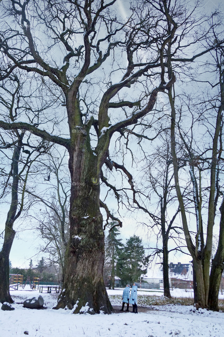 Huge oak and children in the winter