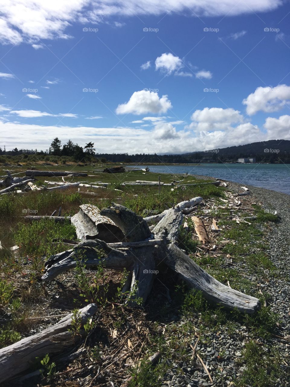 Driftwood 