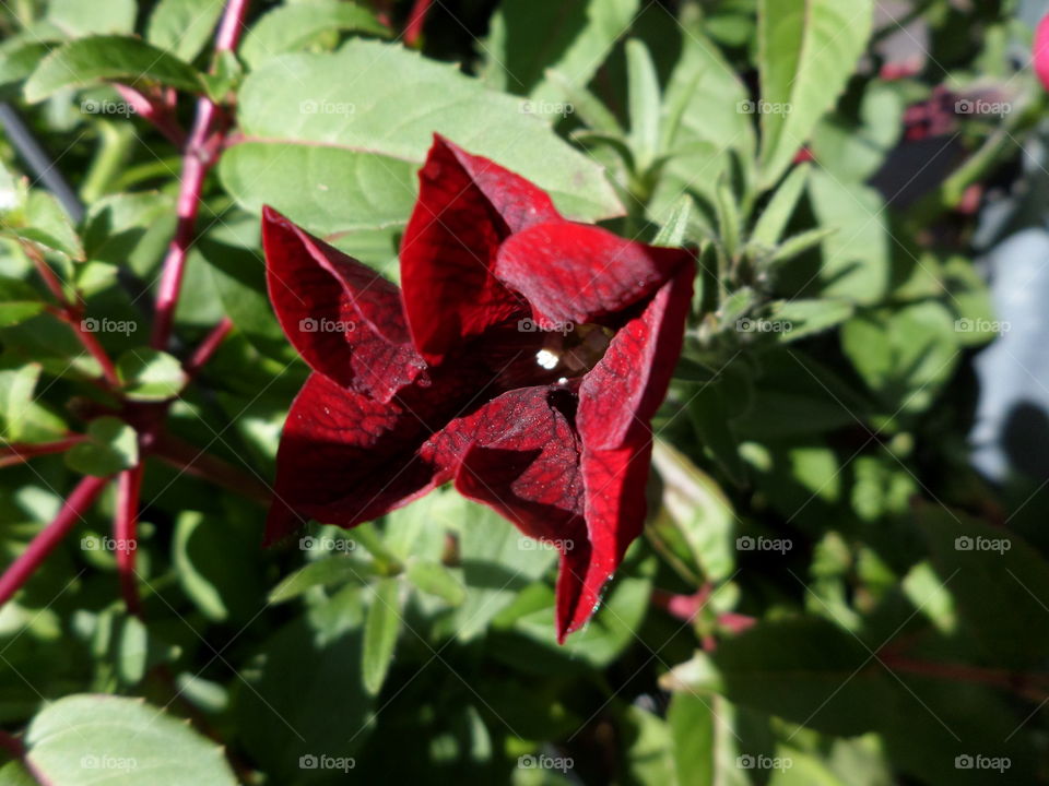 Red Color Story
by Getty Images Mission